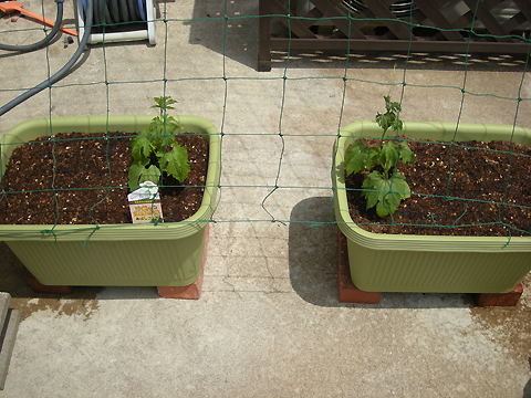 Photo1