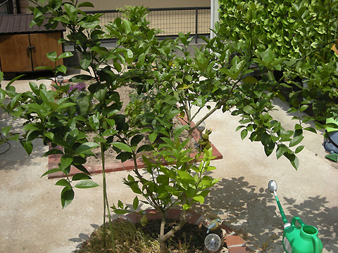 Photo3
