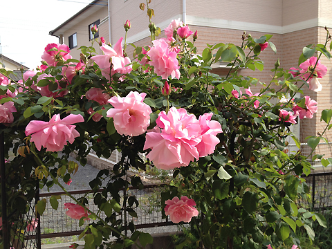 PHOTO1