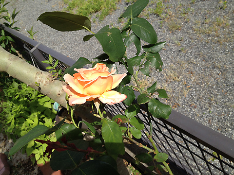 PHOTO4
