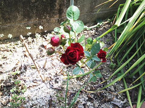 PHOTO5